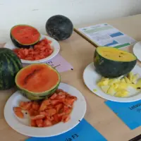 Test de variétés de pastèques.