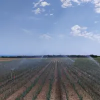 Irrigation par aspersion d'un champ de poireaux.