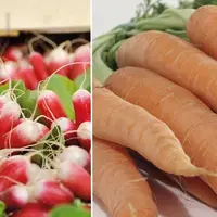 Montage photo avec à gauche, des bottes de radis et à droite, des carottes.