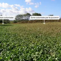 Un champ d'endives, à gauche non-colonisé par le puceron lanigère, à droite colonisé par le puceron lanigère.
