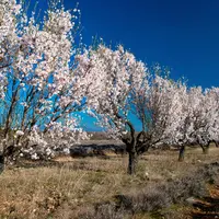 Champ de lavandin et haie d'amandiers en fleurs au début du printemps sur le plateau de Valensole dans les Alpes de Haute
