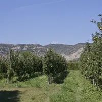 Un verger de pommiers, variété Chantecler.