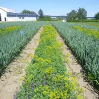 Essais d'utilisation de plantes répulsives en inter-rang d'une culture de poireau.