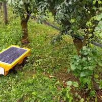 <em class="placeholder">Robot de tonte Vitirover dans un verger du Verger expérimental de Poisy en Haute-Savoie. </em>