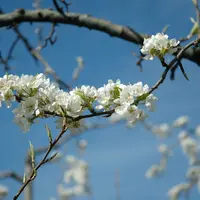 Poirier de la variété Abbé Fetel en floraison.