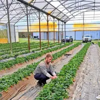 Le producteur de fraise et asperge, Thomas Mathio, sur son exploitation.