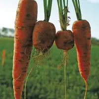 Carottes attaquées par le nématode à kyste ou heterodera carotae.