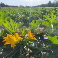 Culture de courgette de plein champ en floraison dans le Gard