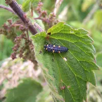 Larve, nymphe de coccinelle posée sur des plantes sauvages en bordure de parcelle cultivée . Prédateurs naturels d'insect