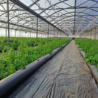 serre non chauffée avec culture de tomate coeur de boeuf bio et Thermitube