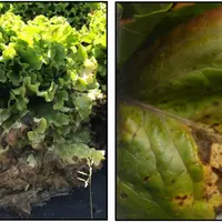 Laitue (Lactuca sativa L.) affectée par Xanthomonas hortorum pv vitians (Xhv)