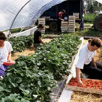 Deux femmes à genoux en train de cueillir des fraises sous tunnel.