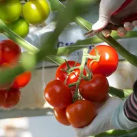 44,Tomates de France, marque Océane, SCA Olivier Frères, serres de Saint-Julien-de-Concelles et de Haute Goulaine, MM. Laurent