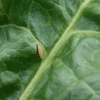 larve de chrysope, insecte auxiliaire consommant des pucerons