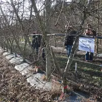 Poiriers de variété Williams sur porte-greffe OHF 87, plantés en 2018 et conduits en biaxe 3D à la station expérimentale de la