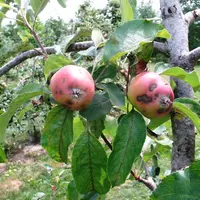 Attaque de tavelure sur des jeunes fruits de la variété Gala.