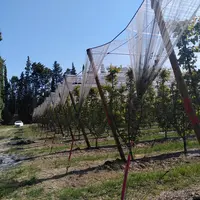 La majorité des vergers en fruits à noyau est conduit en gobelet, qui croît en volume.