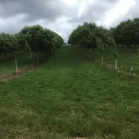 Photo d'un verger enherbé.