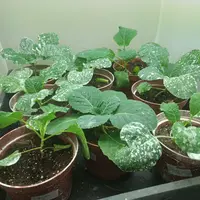 Plants de choux traités contre les aleurodes à l'argile en conditions contrôlées dans les Hauts-de-France par la Fredon</