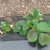 plant de fraise atteint de pestalotiopsis