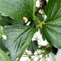 Lâchers de coccinelle en culture de fraise hors sol en Haute-Vienne pour lutter contre le puceron Myzus persicae