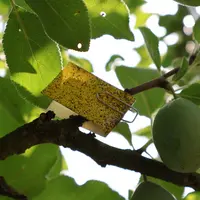 Un papier hydro-sensible dans un verger, pour optimiser les réglages des pulvérisateurs.