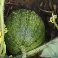 la pastèque intègre l'association interprofessionnelle melon
