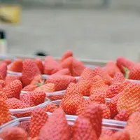 Mise en barquette manuelle de fraises en récolte.