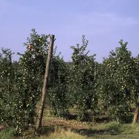 Fruits / Arboriculture / Verger de pommiers basses-tiges de la variété Gala