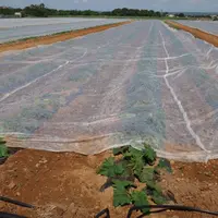 Mise en place d'un filet de protection P17 face aux problèmes de virus, notamment de MWMV, rencontrés par de nombreux pro