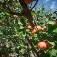 Zoom sur des abricots sur leurs branches, dans un verger d'abricotiers.