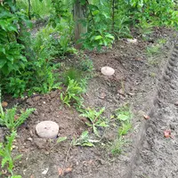 Une solution de biocontrôle mise en place contre les larves de carpocapse er hoplocampe.