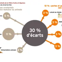 Schéma / graphique représentant le taux d'écarts du frais à l'échelle de la filière des fruits et légumes.
