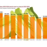 Infographie. La production d'endives devrait atteindre 130 000 t sur la campagne 2025-2026.