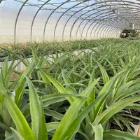 Essai de plantation d'ananas au centre CTIFL de Balandran.