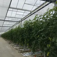 serre de tomate avec écran thermique innovant en Bretagne