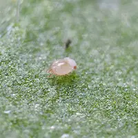 Protection biologique intégrée (PB) : source alimentaire pour acariens prédateurs dans la lutte contre les acariens tétranyque