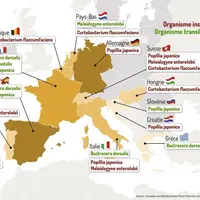 Les organismes nuisibles réglementés, ou organismes de quarantaine, les plus dommageables pour les légumes et proches de l