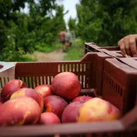 Récolte de nectarines dans les Pyrénées-Orientales.