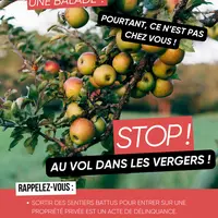 Affiche pour prévenir les vols dans les vergers conçue par la préfecture de la Loire.
