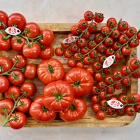 Tomate Label Rouge lance sa saison 2026 en augmentant sa production à 250 tonnes