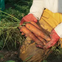 légumes / la carotte des sables de Créance non lavée / récolte manuelle des carottes
