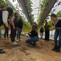 Tests de fraisiers dans une serre d'expérimentation.