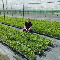 <em class="placeholder">Stéphanie Girou, productrice de fraises en Lot-et-Garonne.</em>
