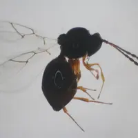 Ganaspis femelle