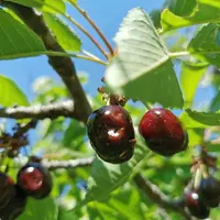 Cerises sur une branche de cerisier où l'on voit des dégâts causés par Drosophila suzukii.