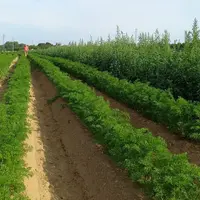 Parcelle de carotte dans le Pas-de-Calais désherbée par l'Ara d'Ecorobotix, pulvérisateur en ultra-localisé.
