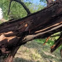 Symptômes sous-corticaux de la maladie de l'encre sur noyer (Phytophthora).