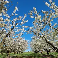 Cerisiers en fleurs
