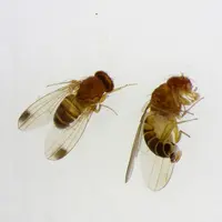 Drosophila suzukii mâle et femelle